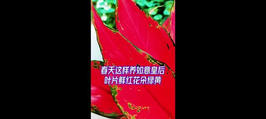 玉如意皇后花是什么？它的寓意和象征意义是什么？