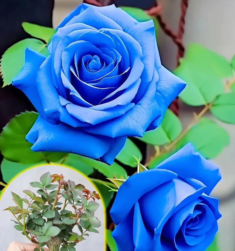 十一支蓝色玫瑰花代表什么？蓝色玫瑰花的寓意是什么？