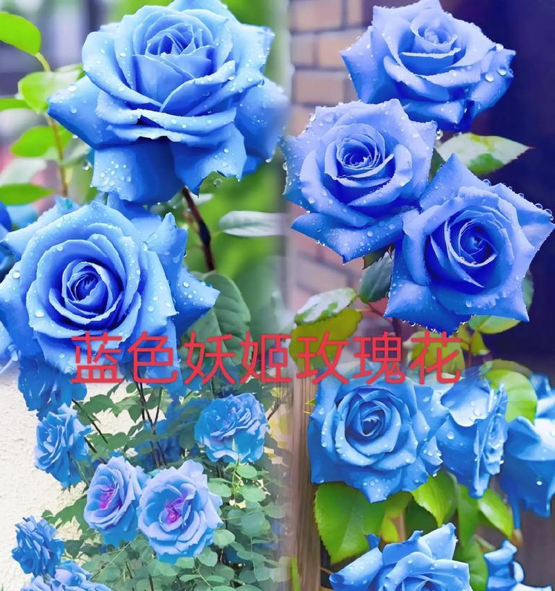 十一支蓝色玫瑰花代表什么？蓝色玫瑰花的寓意是什么？