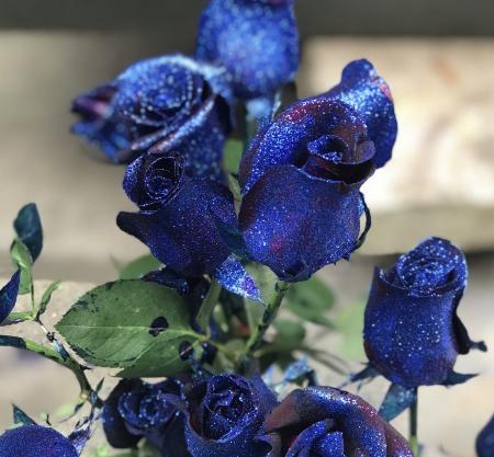 十一支蓝色玫瑰花代表什么？蓝色玫瑰花的寓意是什么？