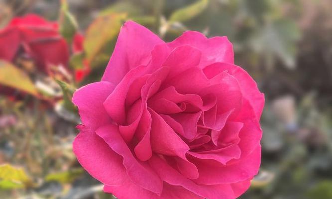 粉色月季花的寓意和象征是什么？它代表了什么？