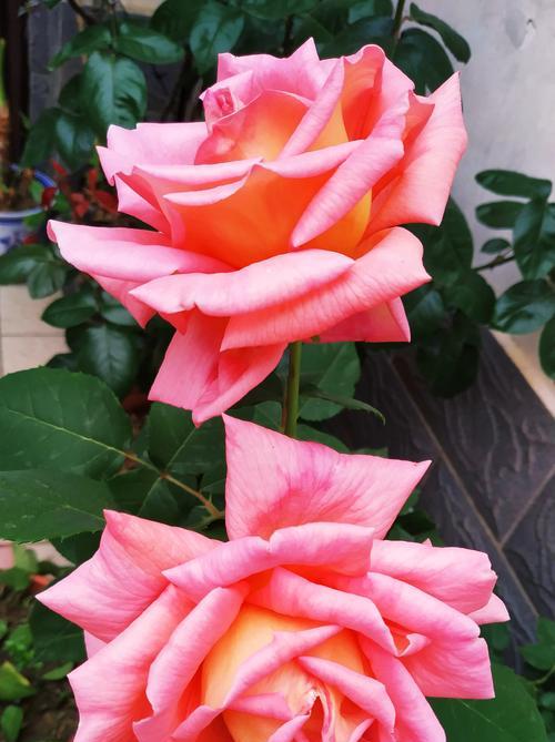 粉色月季花的寓意和象征是什么？它代表了什么？