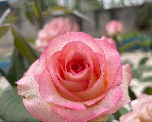 粉色月季花的寓意和象征是什么？它代表了什么？