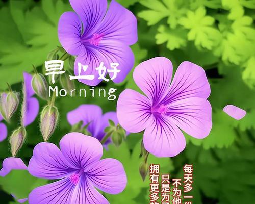 什么花寓意天天快乐？如何用花表达快乐的心情？