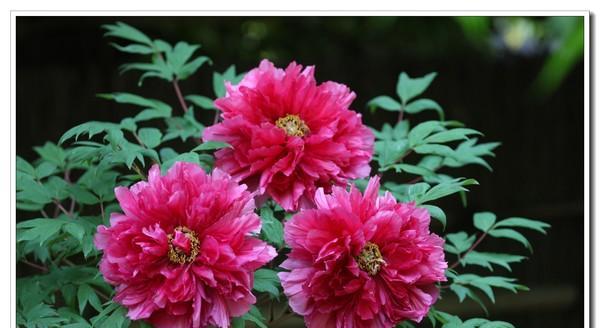 荣华富贵花象征什么？它的寓意是什么？