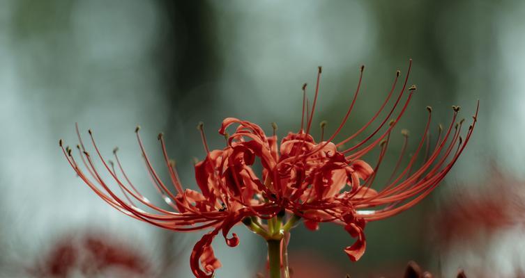 秋冬季节哪些花象征爱情？秋冬开花的花有哪些寓意爱情？