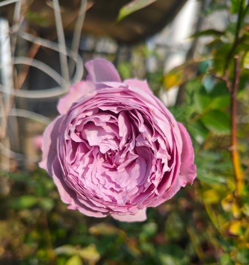情人节钢丝球花代表什么？