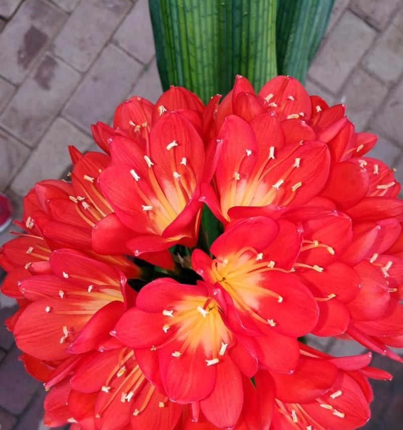 哪些花材象征富贵？富贵花材的选择和意义是什么？