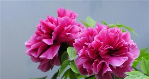 哪些花材象征富贵？富贵花材的选择和意义是什么？