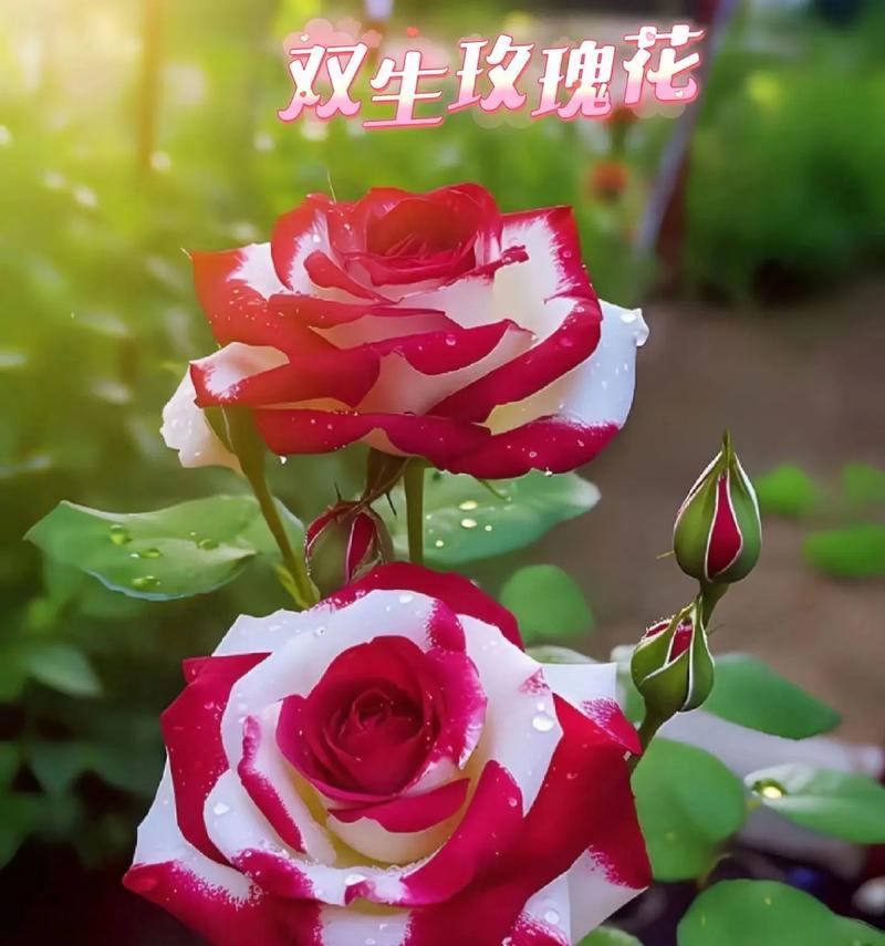 五色玫瑰花的花语是什么？五色玫瑰花的寓意是什么？