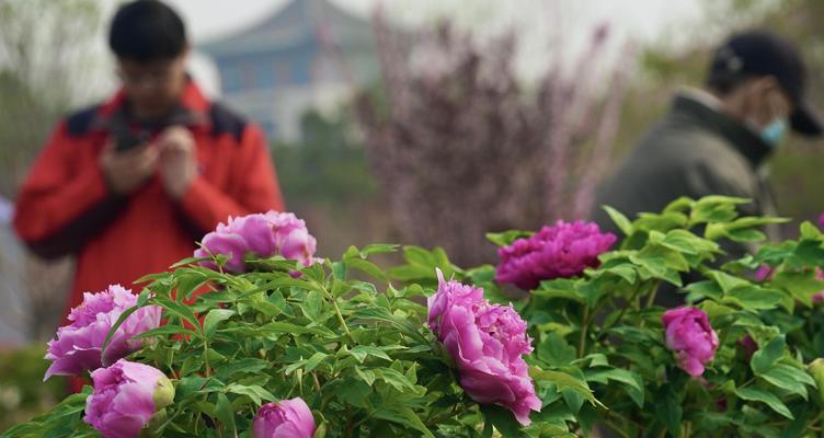 花的和谐象征是什么意思？它在文化中扮演什么角色？