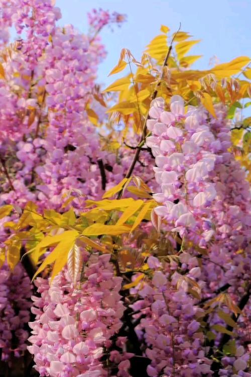 寓意友谊的粉色花有哪些？这些花如何表达友谊？