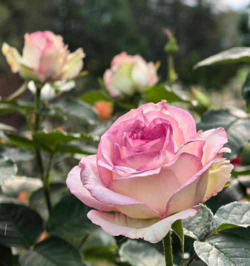 寓意友谊的粉色花有哪些？这些花如何表达友谊？