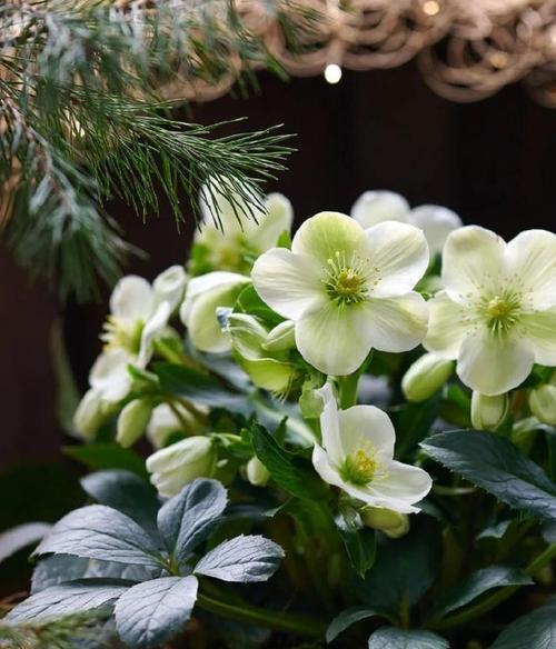 哪种花象征着幸福和自爱？它的花语是什么？