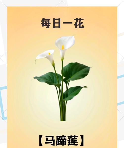 白色花与荷花搭配寓意什么？它们的花语有何特别之处？