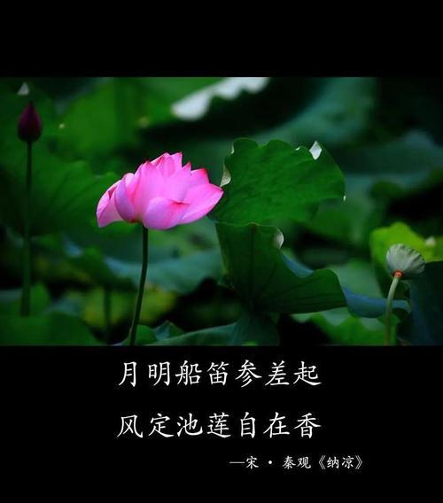 白色花与荷花搭配寓意什么？它们的花语有何特别之处？