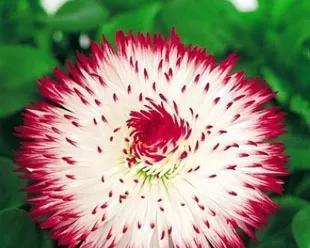 幸福花代表的寓意和象征是什么？这种花的吉祥含义是什么？