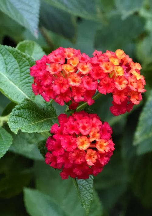 幸福花代表的寓意和象征是什么？这种花的吉祥含义是什么？