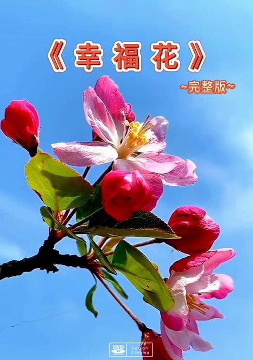 幸福花代表的寓意和象征是什么？这种花的吉祥含义是什么？