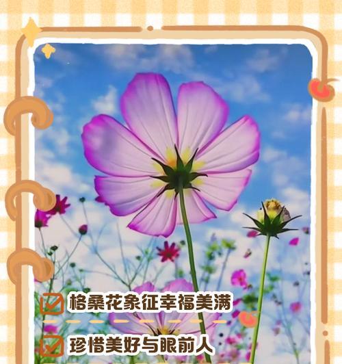 哪些花寓意美好与幸福？它们的花语是什么？