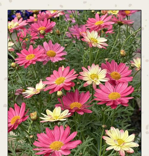 哪种白色花象征友谊？白色花的友谊象征是什么？