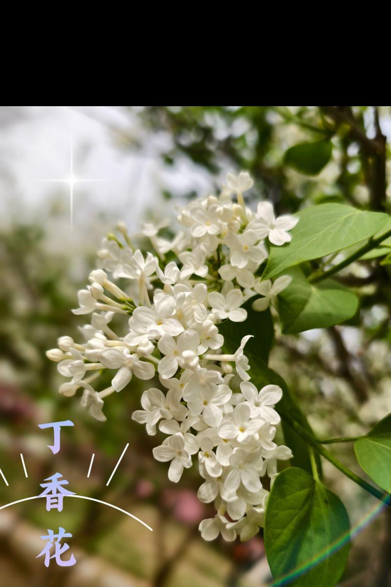 哪种白色花象征友谊？白色花的友谊象征是什么？