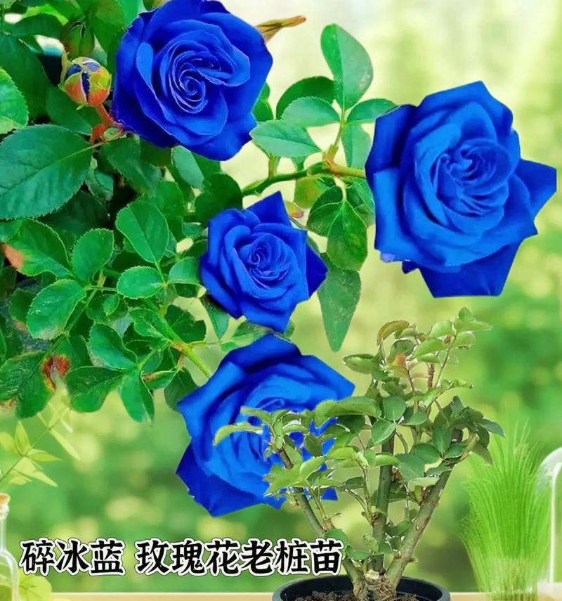 蓝色玫瑰花送闺蜜代表什么？蓝色玫瑰花的寓意是什么？