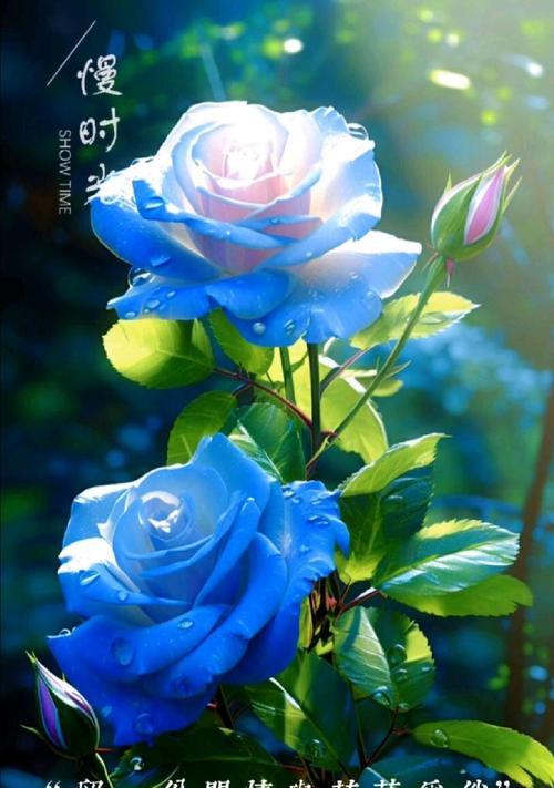 蓝色玫瑰花送闺蜜代表什么？蓝色玫瑰花的寓意是什么？