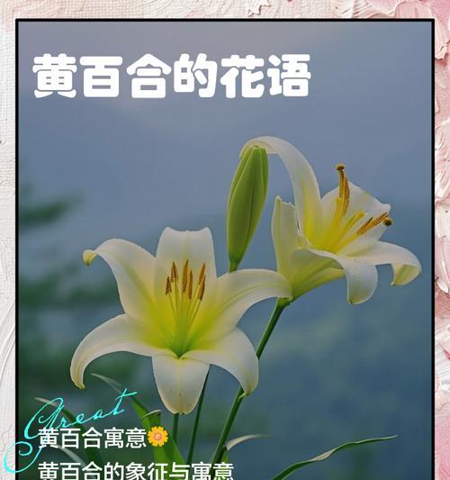 黄色花语通常代表什么含义？它象征着什么？