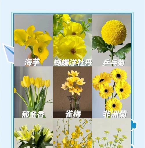 黄色花语通常代表什么含义？它象征着什么？