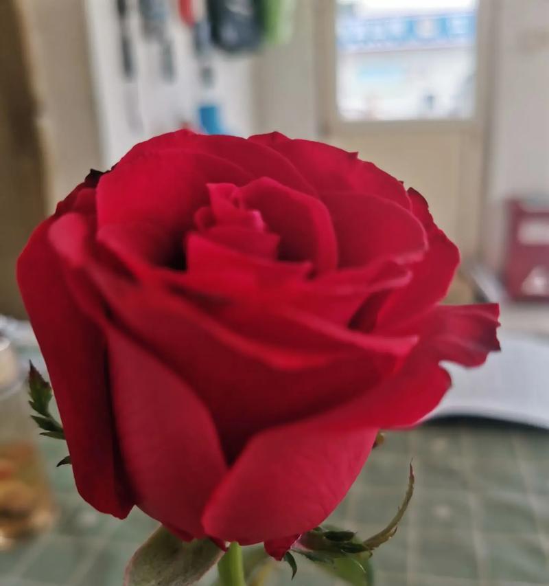 五一劳动节应该送什么花？有什么象征意义？