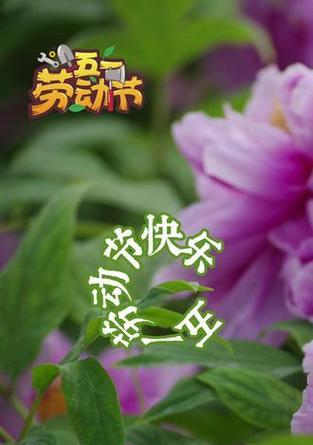 五一劳动节应该送什么花？有什么象征意义？