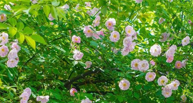 蔷薇花绿色的花语是什么？绿色蔷薇花的寓意有哪些？