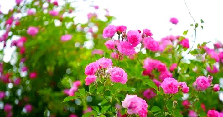 蔷薇花绿色的花语是什么？绿色蔷薇花的寓意有哪些？