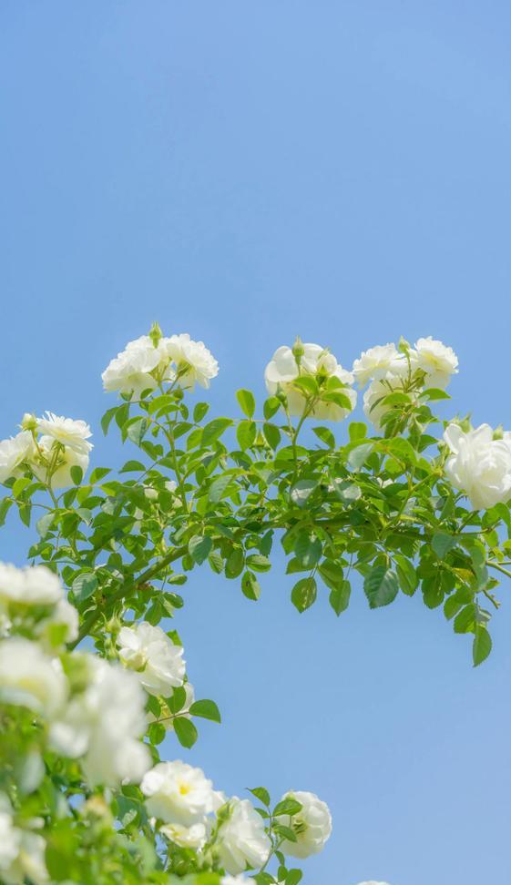 蔷薇花绿色的花语是什么？绿色蔷薇花的寓意有哪些？