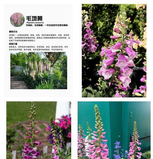 哪些花不被节日赋予特殊意义？它们的花语是什么？