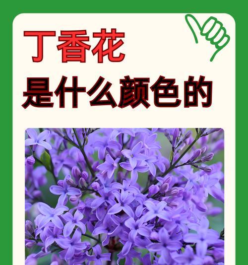 29朵花的浪漫花语是什么？它们代表了什么？