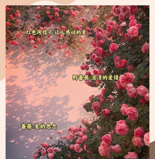 29朵花的浪漫花语是什么？它们代表了什么？