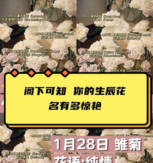 29朵花的浪漫花语是什么？它们代表了什么？