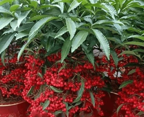 哪种花象征着富贵和高升？它们的寓意是什么？