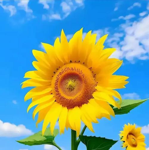 哪些花寓意自信和快乐？