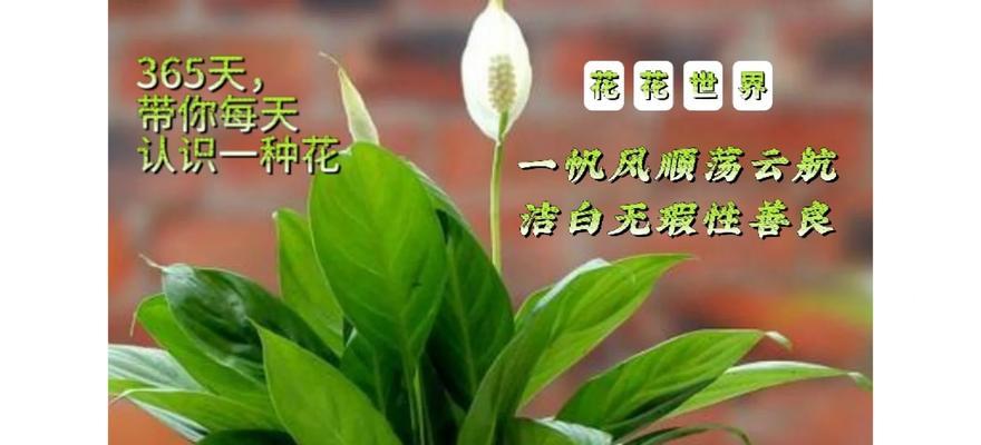 送人寓意平安的花有哪些？它们的花语是什么？
