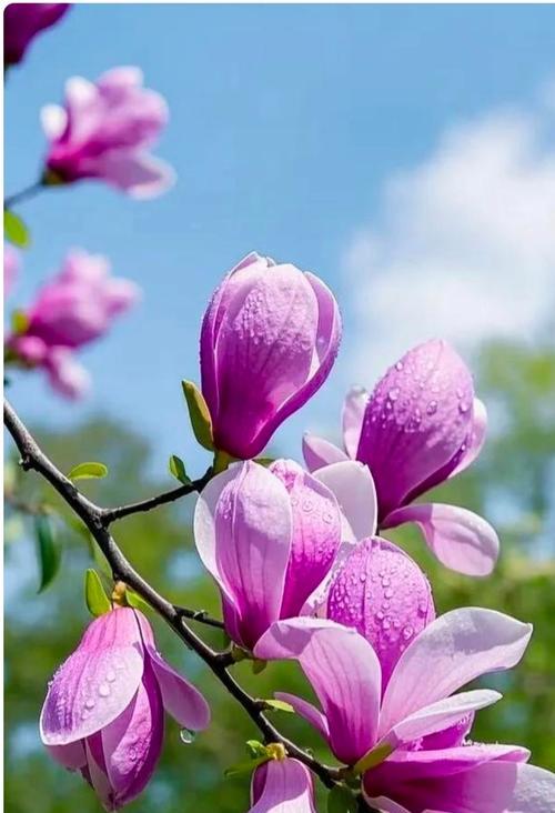 送人寓意平安的花有哪些？它们的花语是什么？