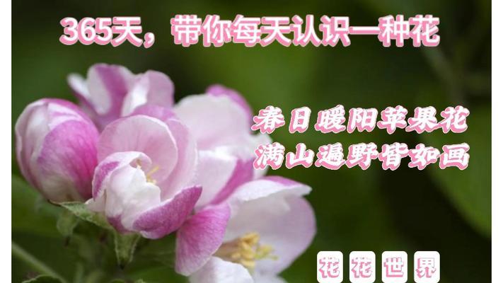 送人寓意平安的花有哪些？它们的花语是什么？