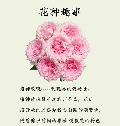 花的意义为何总是与浪漫联系在一起？