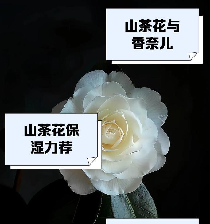 哪种花象征着注重细节？它的花语是什么？