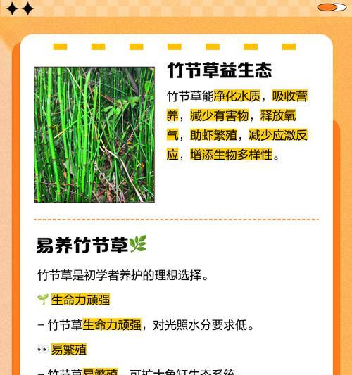 竹节花的由来及其寓意是什么？