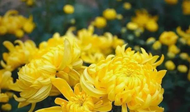 哪些花寓意不吉祥？它们代表什么？