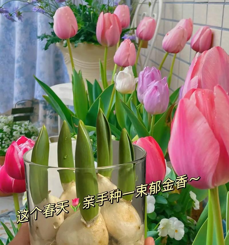 高雅富贵的花语是什么？