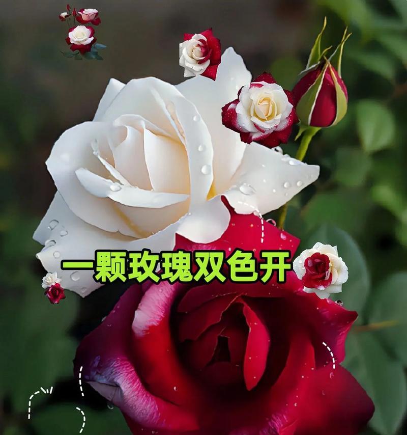 双色花代表什么寓意？送双色花的含义是什么？